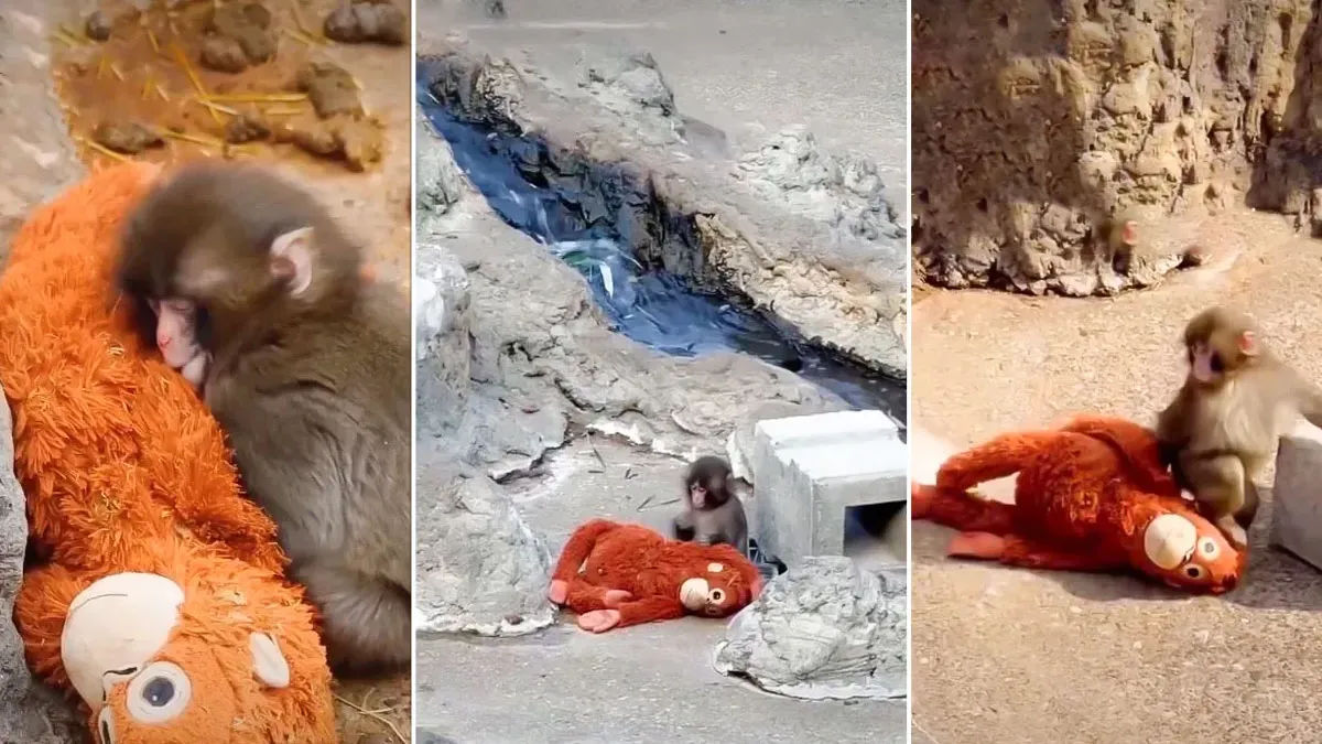 Japanese Zoo Viral Video: मां ने छोड़ा साथ, तो खिलौने को ही सीने से लगा  बैठा ये मासूम; जापान के Zoo से वायरल हो रही यह वीडियो भावुक कर देगी आपको |