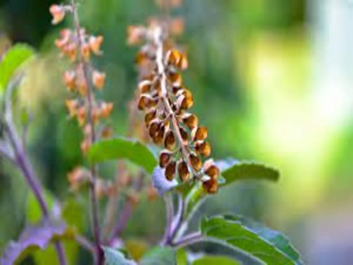 astro tips for tulsi manjari do these upay to get maa lakshmi blessing your  locker will fulfill with money | Tulsi Remedies: तुलसी के पौधे का ये भाग है  किसी जादुई मणि