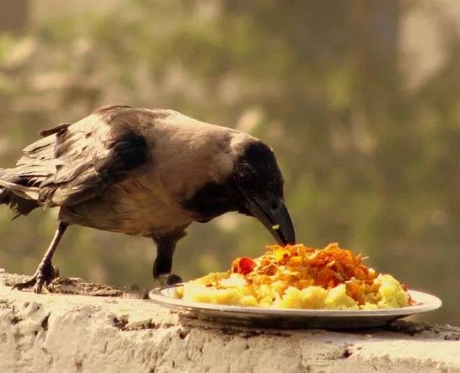 Why You Should Feed Crow During Pitru Paksha According to Expert | why you  should feed crow during pitru paksha according to expert | HerZindagi