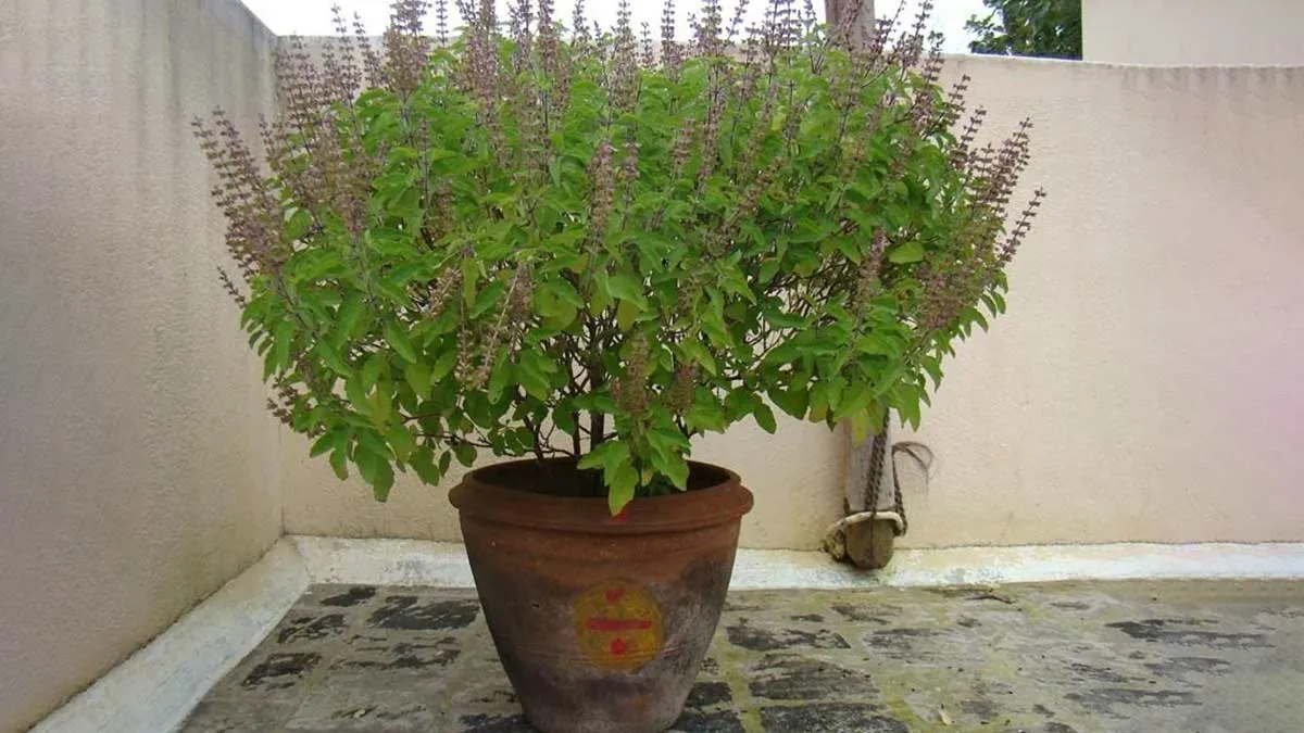 How Do You Use Dried Holy Basil | तुलसी के सूखे पौधे का क्या करें | Tulsi  Ke Sukhe Paudhe Ke Upay | what can i do with dried tulsi plant | HerZindagi