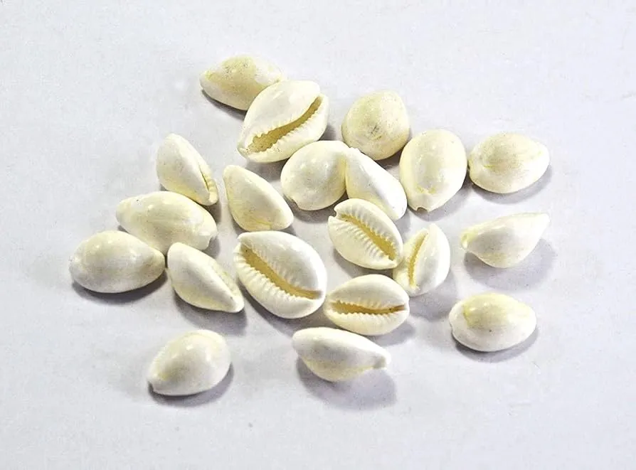 Buy Set of 20 Pieces Natural White Kaudi/Kauri Sea Shell Puja Room Decor  Online at Low Prices in India - Amazon.in