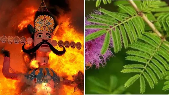 Dussehra Ravan Dahan:विजयदशमी पर शमी पत्र का करें ये उपाय, सुख-समृद्धि और  ऐश्वर्य में होगी वृद्धि - Do this remedy of Shami Patra on Vijayadashmi  there will be increase in happiness prosperity and opulence