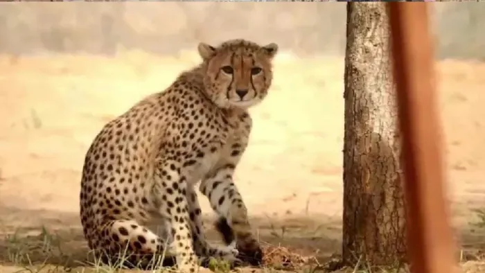 भारत में जन्मी चीता मुखी हुई वयस्क, प्रोजेक्ट चीता को मिली बड़ी सफलता -  Adult Cheetah Mukhi Indias Cheetah Restoration Project Success