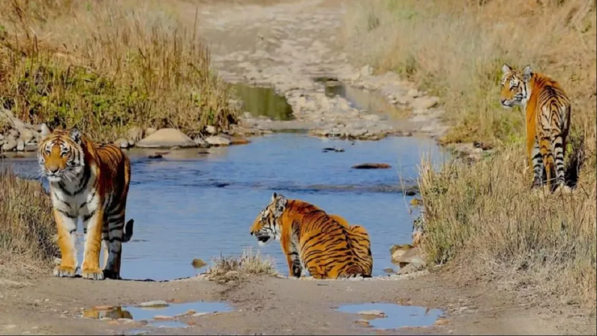 जिप्‍सी चालकों के लिए नई गाइड लाइन, अब 50 नहीं 500 मीटर दूर से देखेंगे बाघ  और हाथी - Now distanse between tiger and turists would be at 500 meters in  Corbett Park