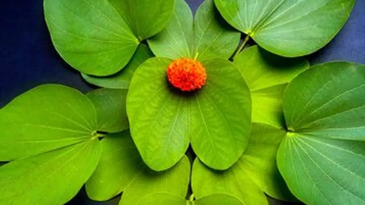 सोनपत्ता क्या है? Vijayadashami के दिन क्यों बांटते हैं अप्टा के पत्ते |  Why People Distribute Sona Or Apta Leaves On Vijayadashami Dussehra 2023  Zsca | Asianet News Hindi