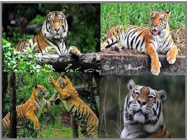 Hindi-Tiger Conservation in India: All you need to know