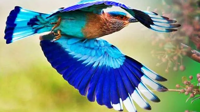 neelkanth bird and dusshera significance Dussehra 2018: दशहरे के दिन नीलकंठ  दिखना होता है शुभ, जानें क्यों, एस्ट्रोलॉजी न्यूज़ - Hindustan
