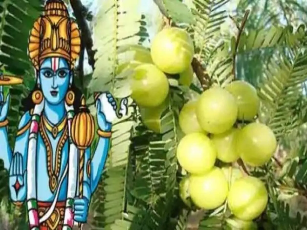 Amla Navami 2020: Amla Navami Puja today learn worship method and  importance Amla Navami 2020: आंवला नवमी पूजा आज, जानें पूजन विधि और महत्व,  एस्ट्रोलॉजी न्यूज़ - Hindustan