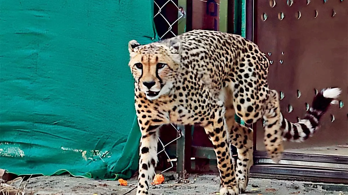 'प्रोजेक्ट चीता' के एक साल पूरे, सफल कहें या नाकाम? - india project cheetah  one year completed -