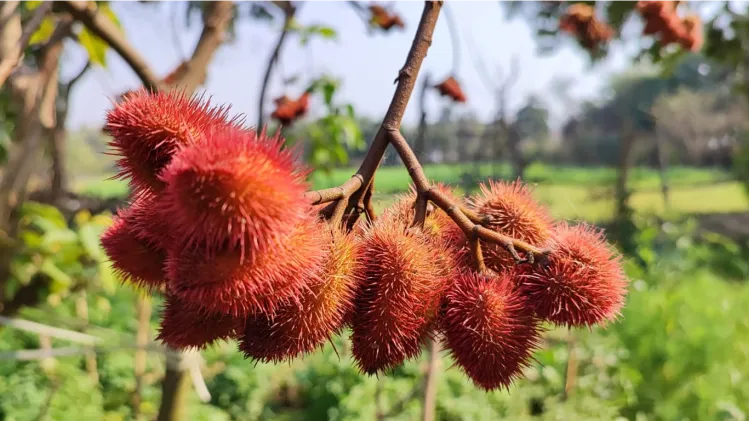 Sindoor Plant: बड़े काम का है सिंदूर का पौधा, इसके गुणों को जानकर रह जाएंगे  हैरान - Sindoor Plant properties Vermilion plant kamila tree farming and  benefits -