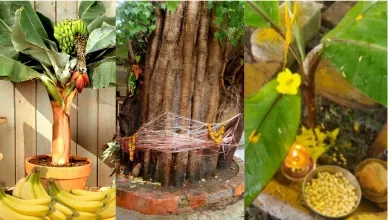 वट, आंवला और केले की पूजा: शुभ मुहूर्त और लाभ - दैनिक जागरण