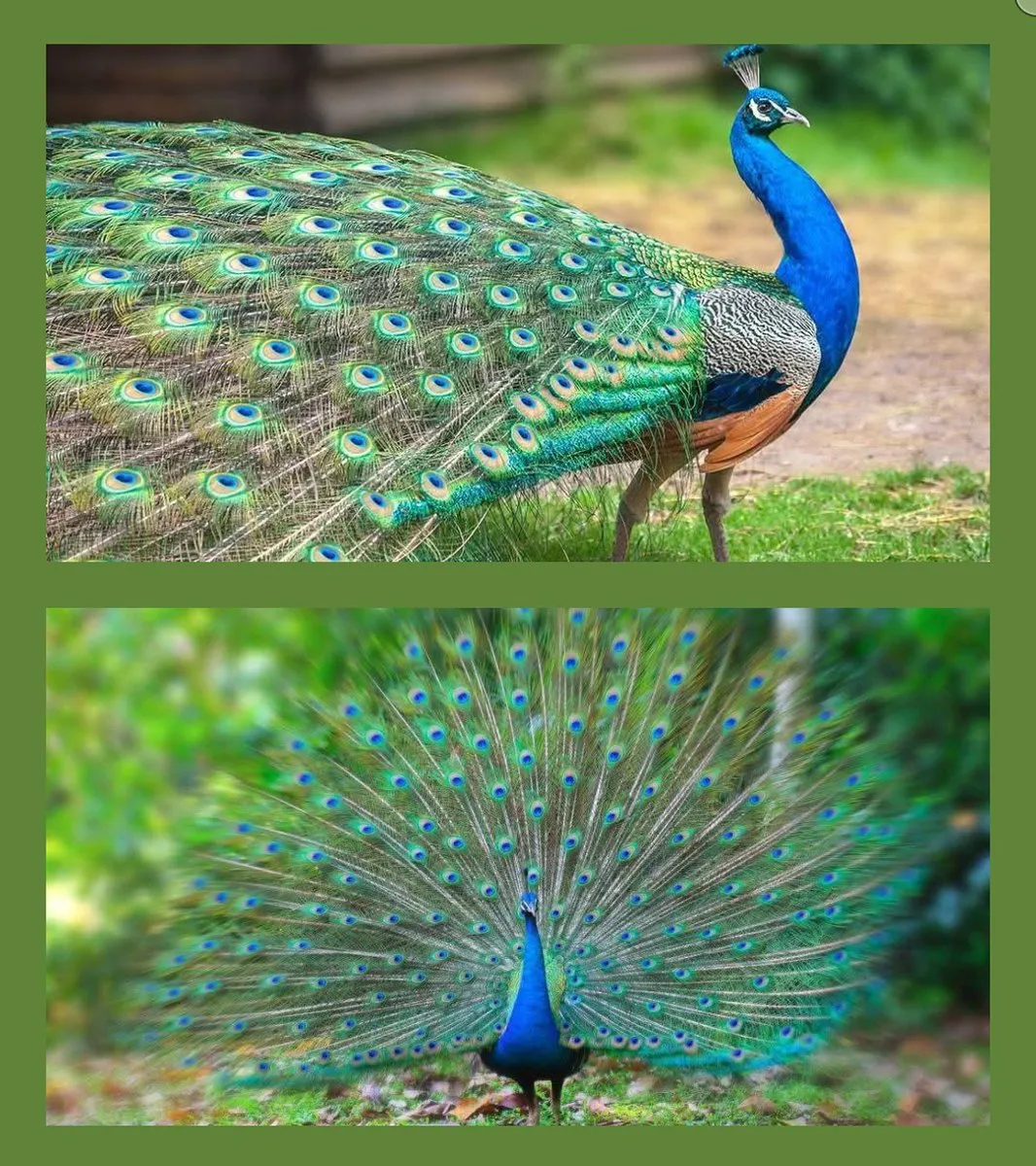 🇮🇳 #मोर के अद्भुत सौंदर्य के कारण भारत सरकार ने 26 जनवरी 1963 को इसे  #राष्ट्रीय_पक्षी घोषित किया था। 🇮🇳🌹🙏