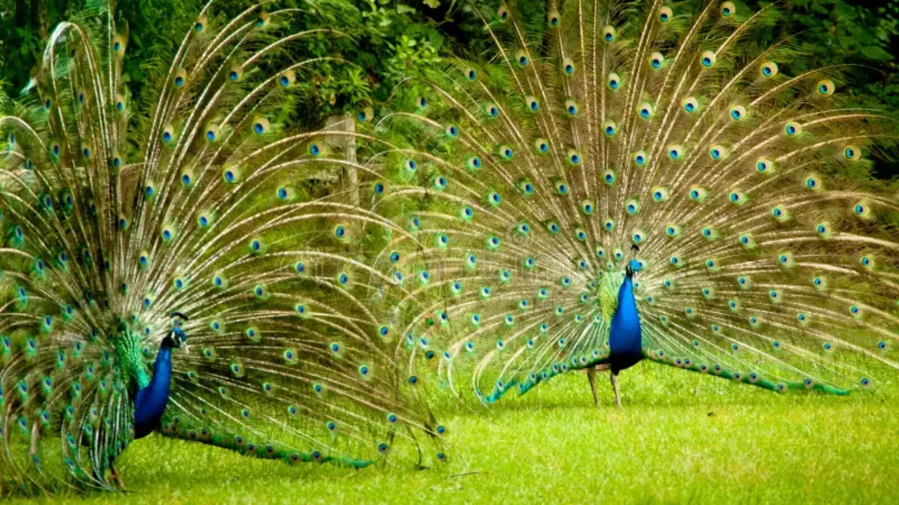 कितने दिन में जन्‍म लेता है मोर, जानें भारत के राष्‍ट्रीय की पक्षी के बारे  में रोचक बातें - what is the gestation period of peacock read interesting  facts about national bird