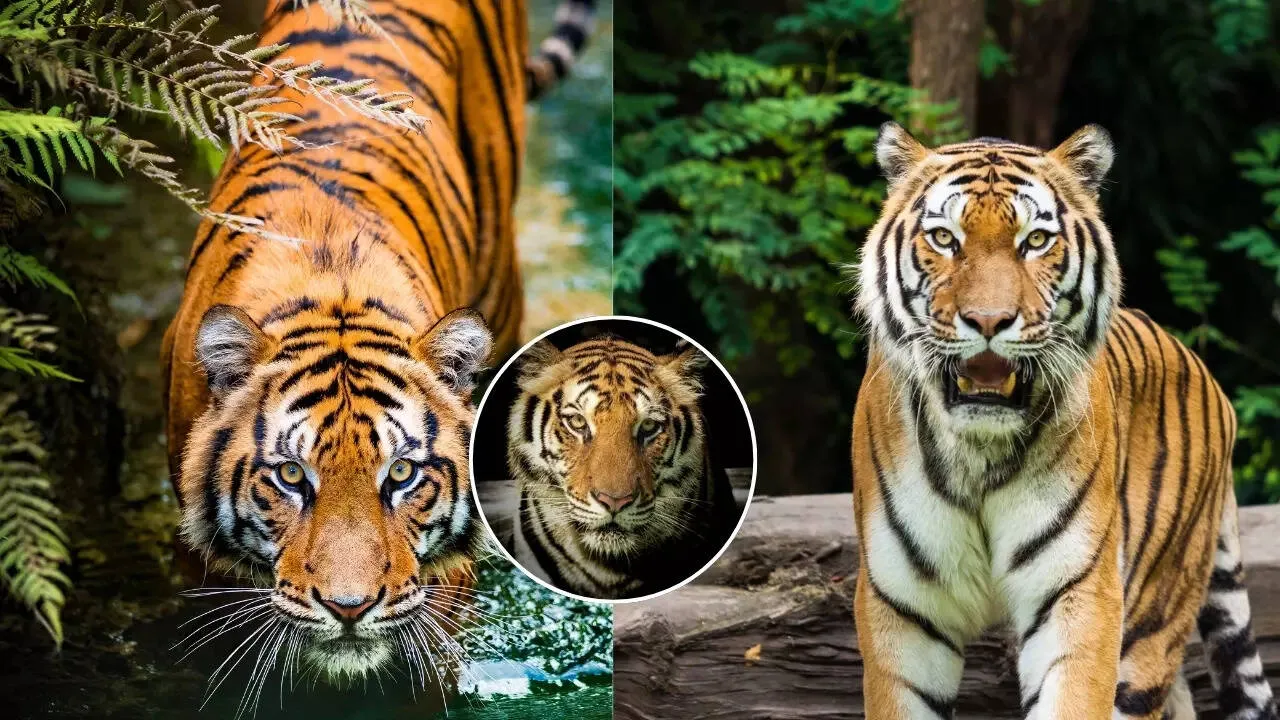 शायद ही मिले बाघों को करीब से देखने का इतना अच्छा मौका, भारत में हैं ये 5  जगहें