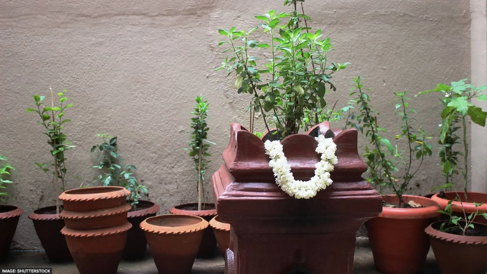 Tulsi: तुलसी के गमले की पुरानी मिट्टी फेंकें या नहीं? जानें क्या शुभ और  क्या अशुभ | Republic Bharat