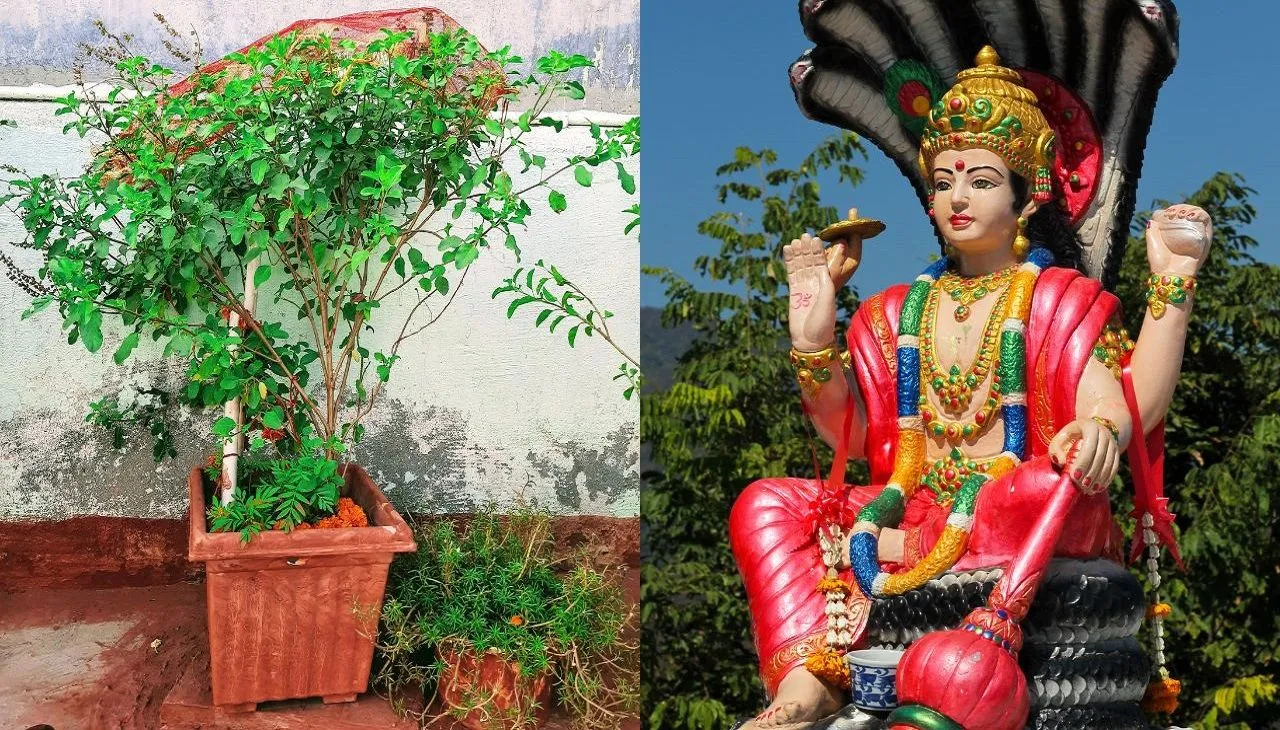 तुलसी में निकली मंजरी से आज कर लें ये एक काम, बढ़ने लगेगा बैंक-बैलेंस -  Tulsi pujan diwas tulsi manjari upay goddess laxmi blessing bring money  success and prosperity in house tvisu