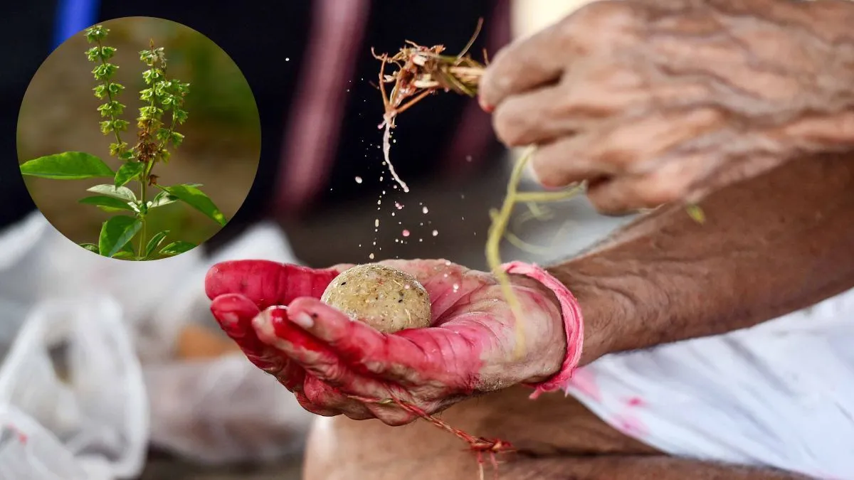 पितृ पक्ष में जरूर करें तुलसी से जुड़ा ये एक काम, बना रहेगा पूर्वजों का  आशीर्वाद - Pitru paksha 2025 tulsi upay in shraddh paksha tvisg