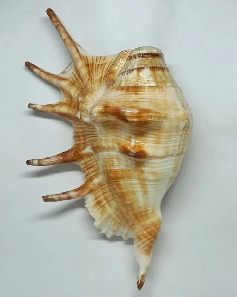 घर में पाञ्चजन्य शंख रखने से क्या होता है?