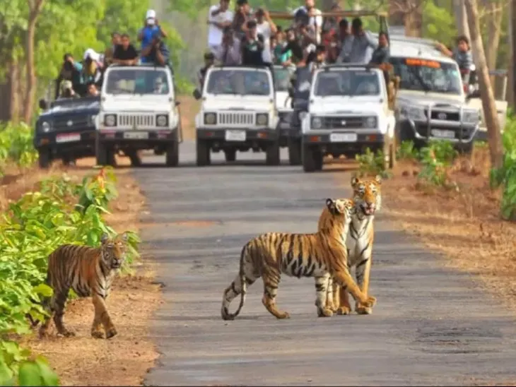 Major changes in rules related to jungle safari | जंगल सफारी से जुड़े  नियमों में बड़ा बदलाव: मप्र के टाइगर रिजर्व में अब होटल-रिसॉर्ट संचालक भी  करा सकेंगे जंगल ...