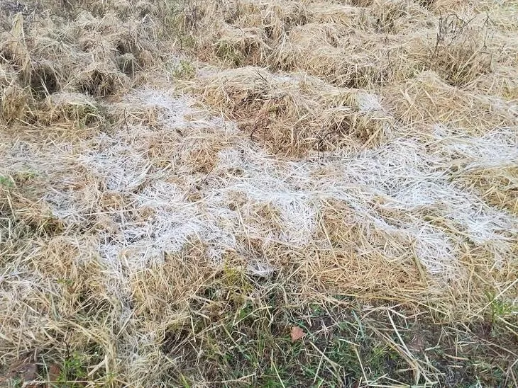 Chhattisgarh Weather Update| Coldwave Surguja Pendra Ambikpur Durg | मैनपाट  में पारा 4°...ओस की बूंदें जमकर बर्फ बनी: दुर्ग में रात का पारा 7° कम,  उत्तरी-हिस्से में शीतलहर ...