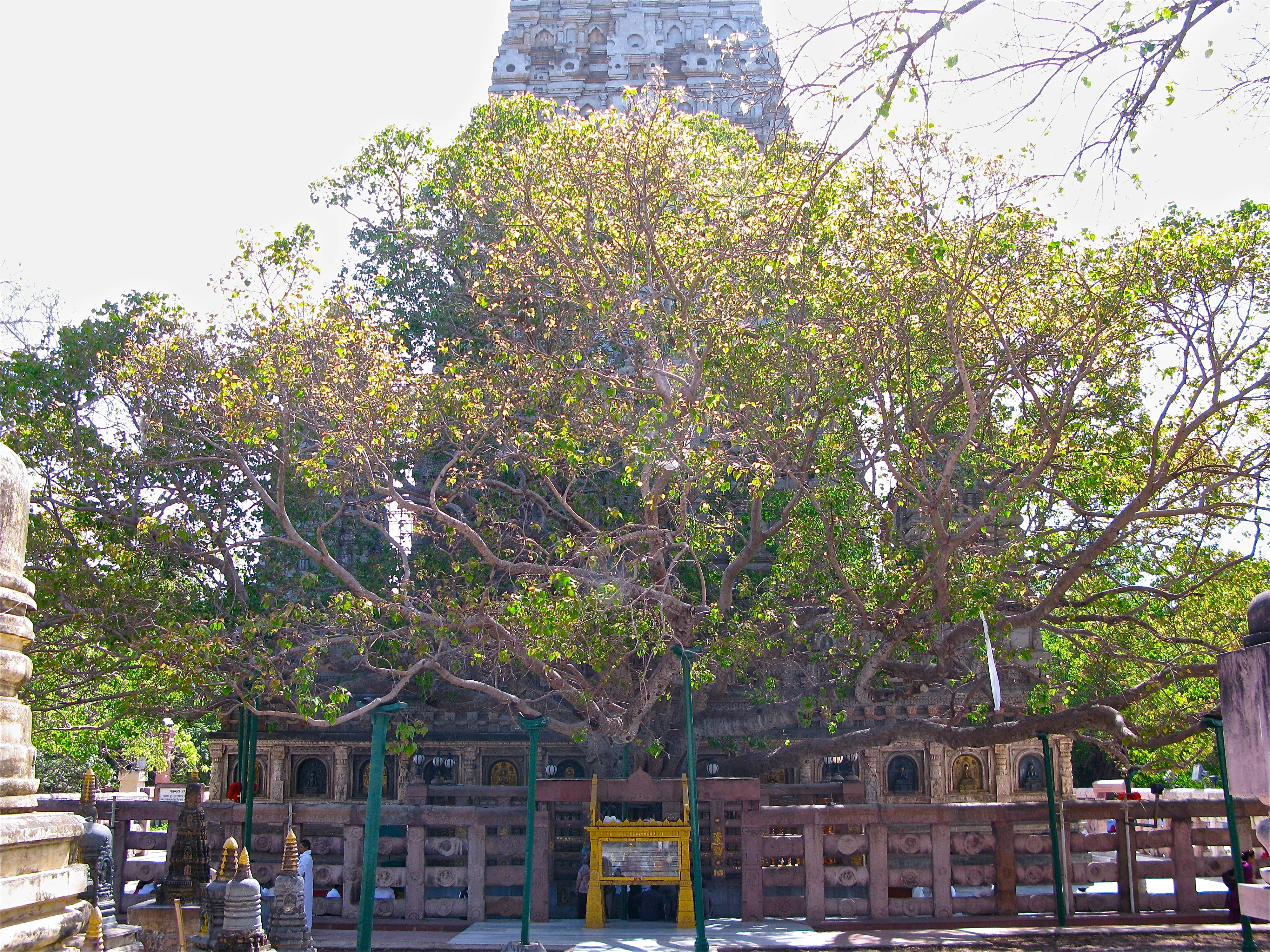 Bodhi tree - Wikipedia