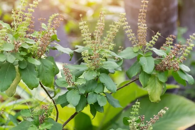 जाने तुलसी को हरा भरा रखने की देखभाल संबंधी टिप्स - Tulsi plant care in  Hindi