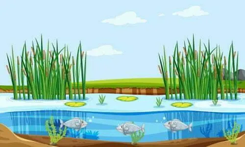 एक्वाकल्चर का परिचय तथा एक्वाकल्चर किसे कहते है ? | Aquaculture in Hindi  aur Aquaculture Kise Kahate Hai? - Unnat Kheti Badi