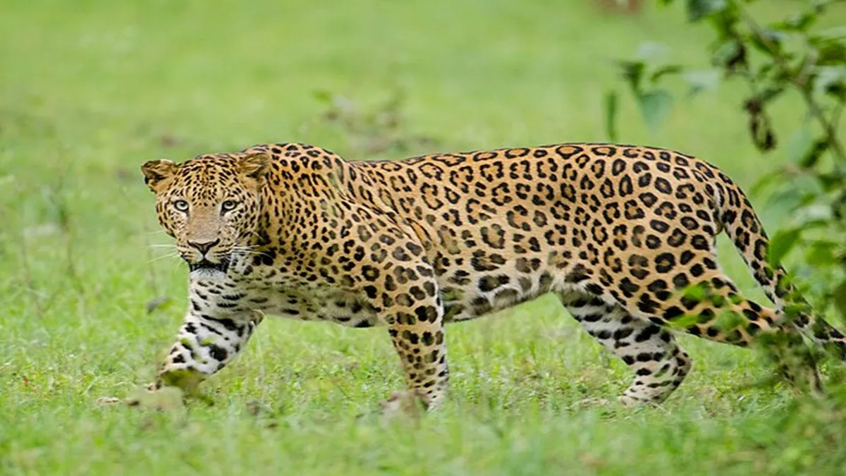 Report Number of leopards increased in country Now number reached to  13,874-रिपोर्ट: देश में बढ़ा तेंदुओं का कुनबा, संख्या बढ़कर हुई 13,874 |  Jansatta