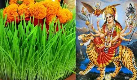 नवरात्रि में कलश स्थापना के साथ जौ बोते समय इन बातों का रखें ख्याल, तरोताजा  रहेंगे जौ के पौधे | Navbharat Live