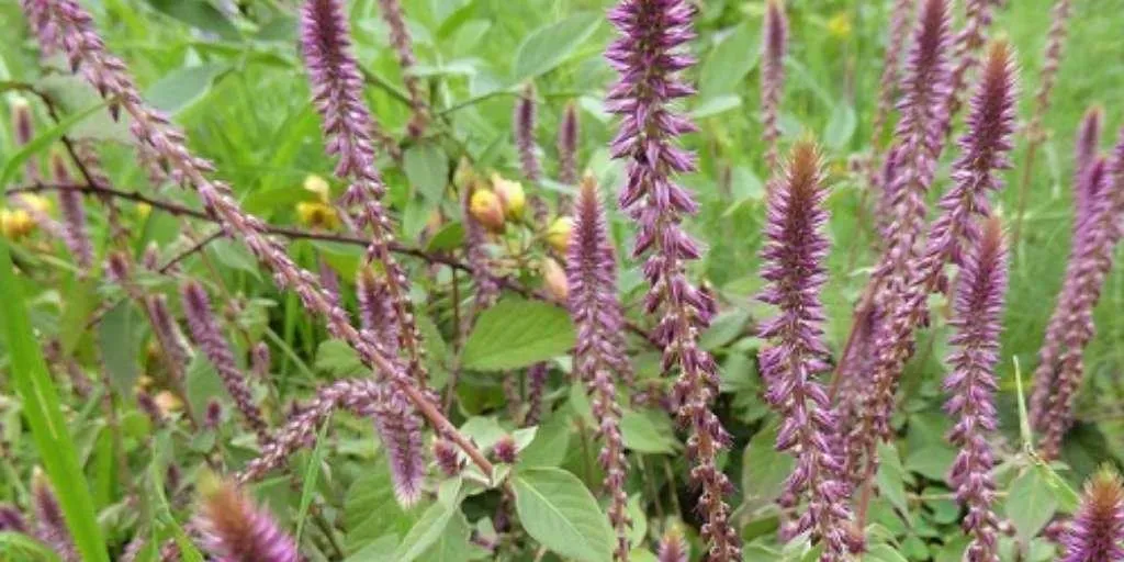 अपामार्ग या चिरचिटा: एक चमत्कारी औषधीय पौधा