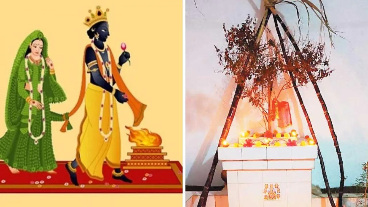 तुलसी विवाह में क्यों बनाया जाता है गन्ने का मंडप, जानिए इस मान्यता के बारे  में | Navbharat Live