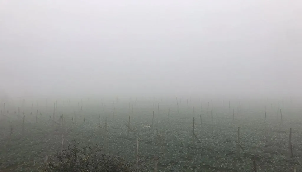 Bihar Weather: Westerly Winds Intensify Cold, Fog Alert in 10 Districts –  Patna Press