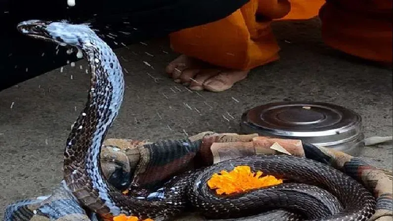 कैसे हुई नाग पंचमी मनाने की शुरुआत, नागों को क्यों प्रिय है पंचमी तिथि? |  How did the celebration of Nag Panchami begin, what is the story behind it
