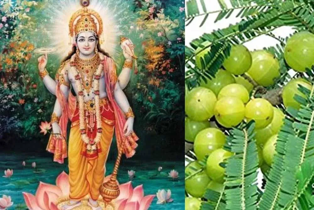 अक्षय नवमी 2025: जानें सही तिथि, पूजा विधि और शुभ मुहूर्त में करें ये खास  उपाय - दिल्ली अप टू डेट - Delhi Up To Date