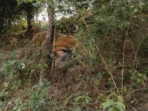 tigers dying in mp 1
