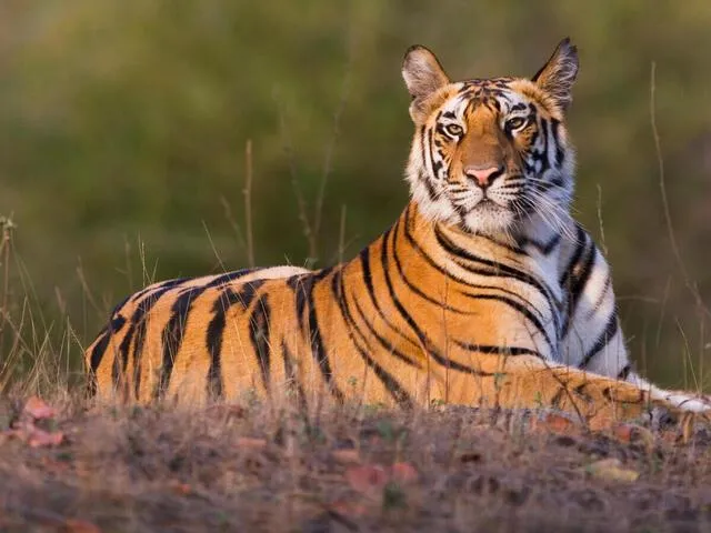 बाघ | प्रजाति | WWF