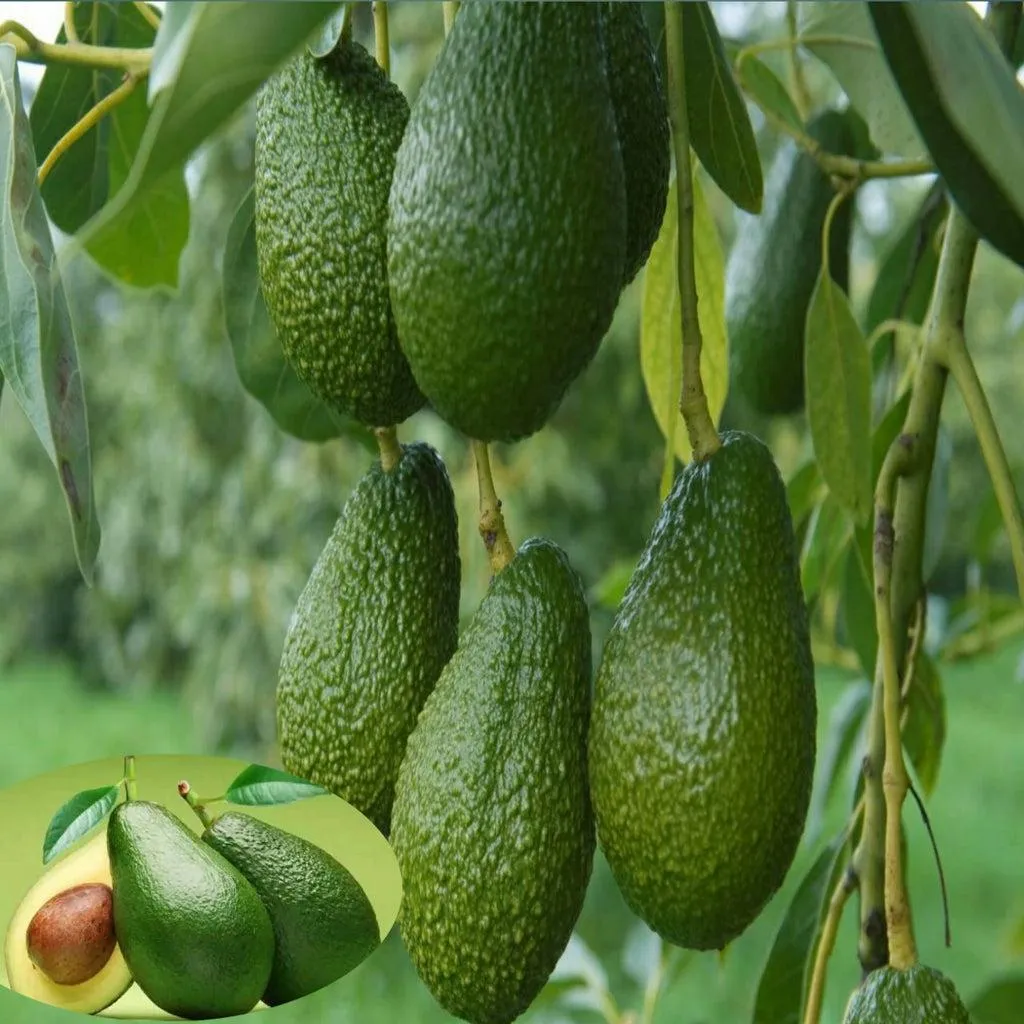 Avocado (Grafted) - Fruit Plants & Tree | Best Price in 2023 at  Plantparadise