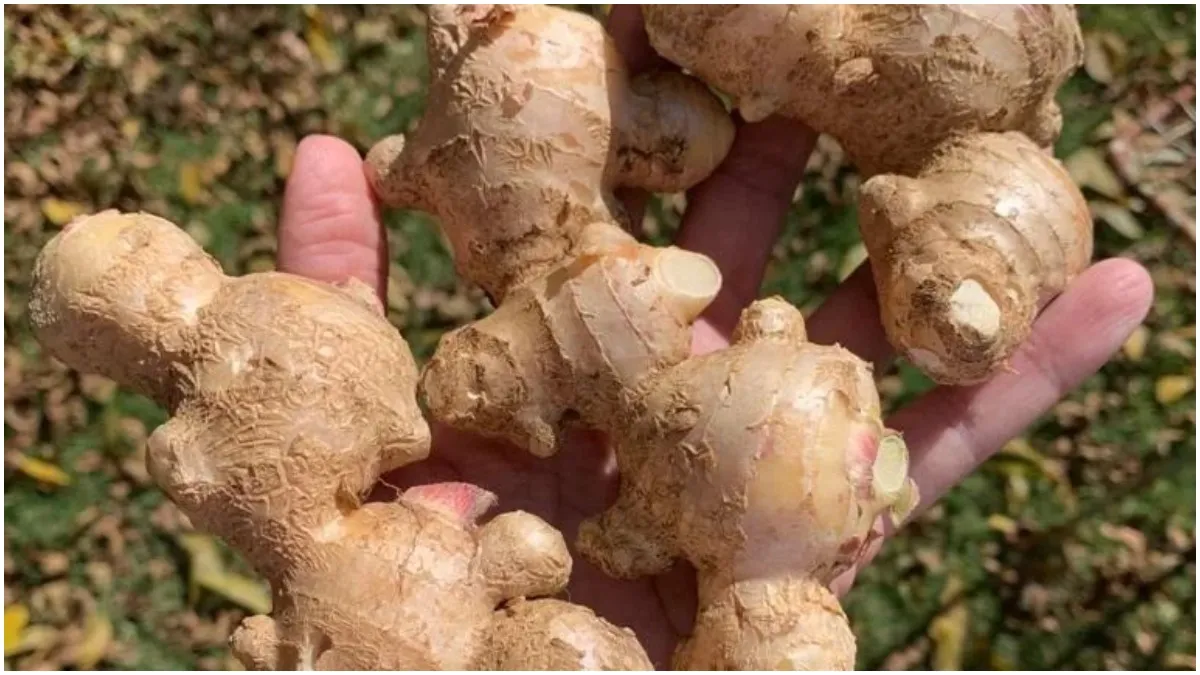 Fond of ginger? Beware! Excessive consumption can lead to health problems |  Ginger News &ndash; India TV