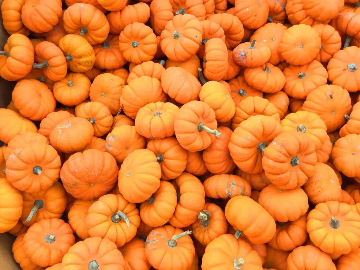 Benefits of Pumpkin | How to Fuel With Pumpkin