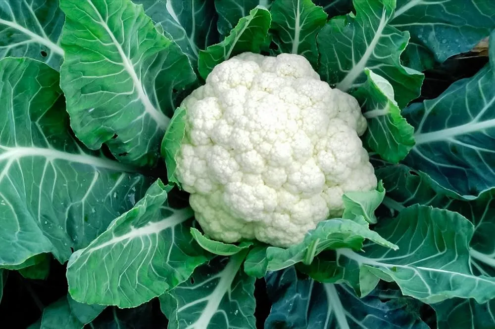 Leafy Tales Cauliflower Seeds for Kitchen Gardening, 200 seeds : Amazon.in:  Garden & Outdoors