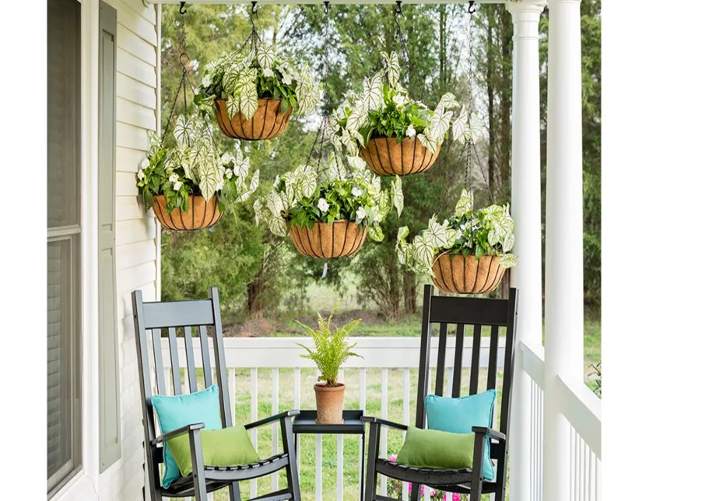 Hanging Plants