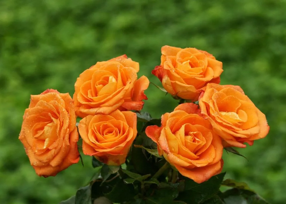 Orange Rose