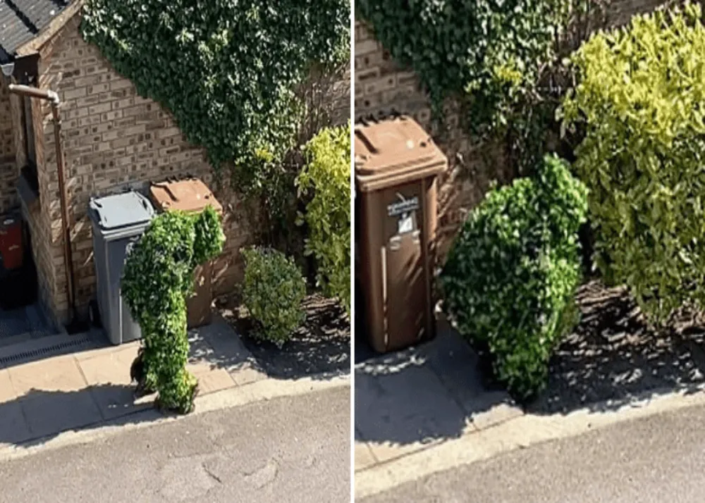 man dressed up as bush