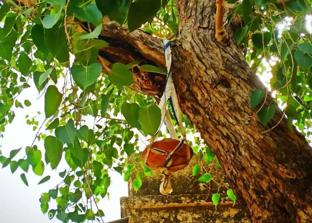 Peepal Tree
