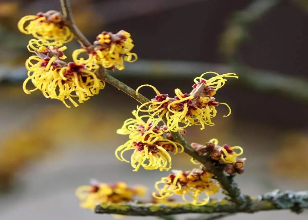 witch hazel
