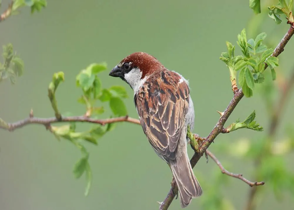 world sparrow day