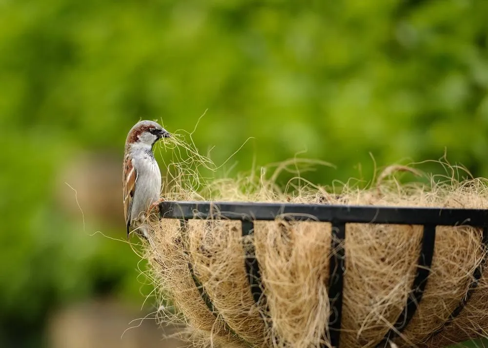 world sparrow day