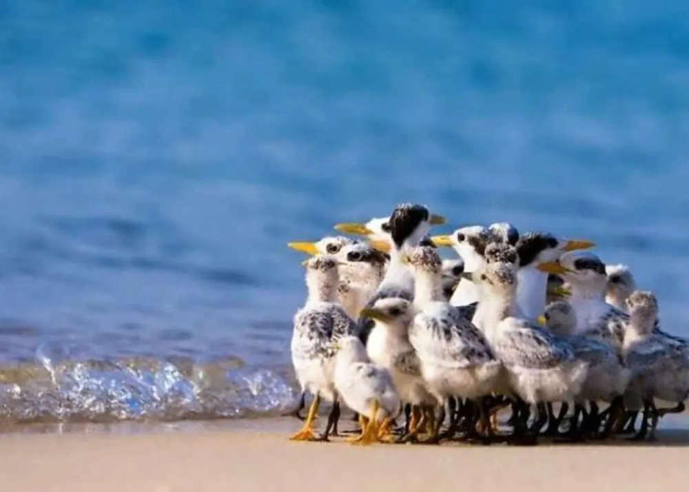 things to do in kuwait