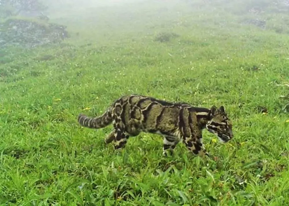 clouded leopard