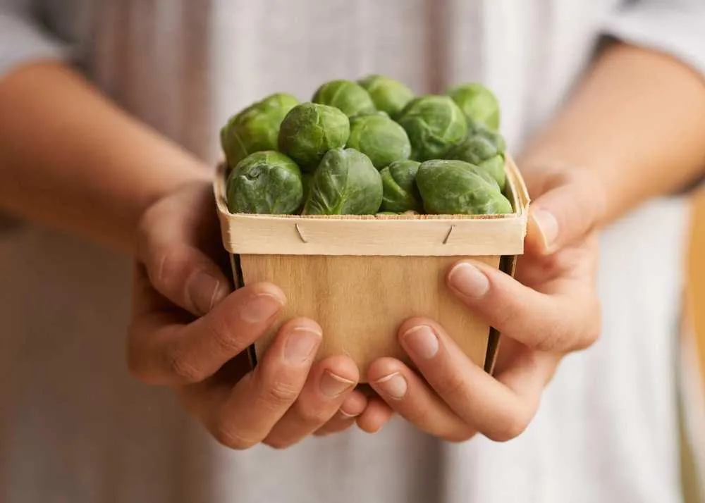 foods to increase platelets count 